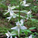 Platanthera bifolia. Часть соцветия. Смоленская обл., Смоленский р-н, окр. пос. Каспля, еловые посадки. 13.06.2010.