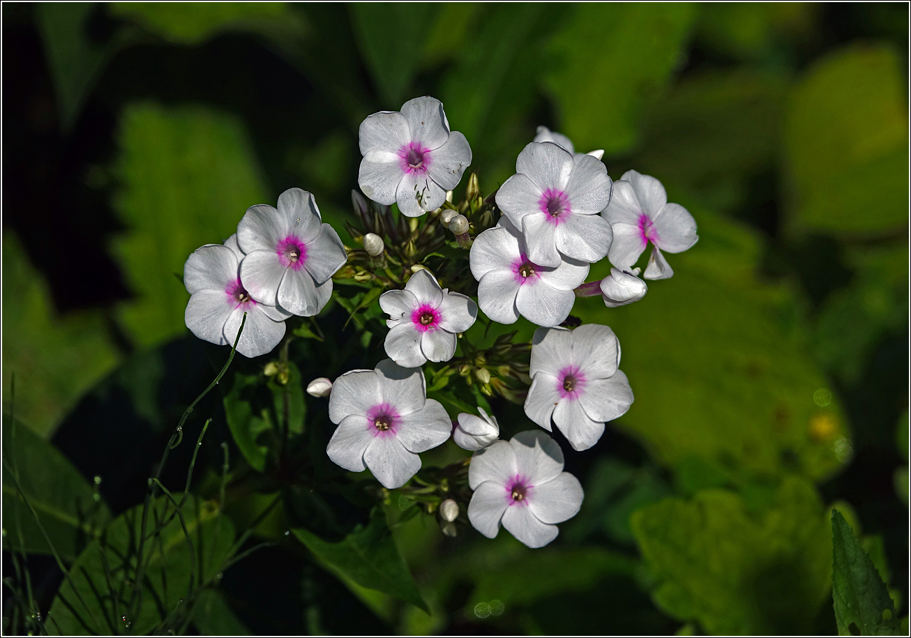 Изображение особи Phlox paniculata.