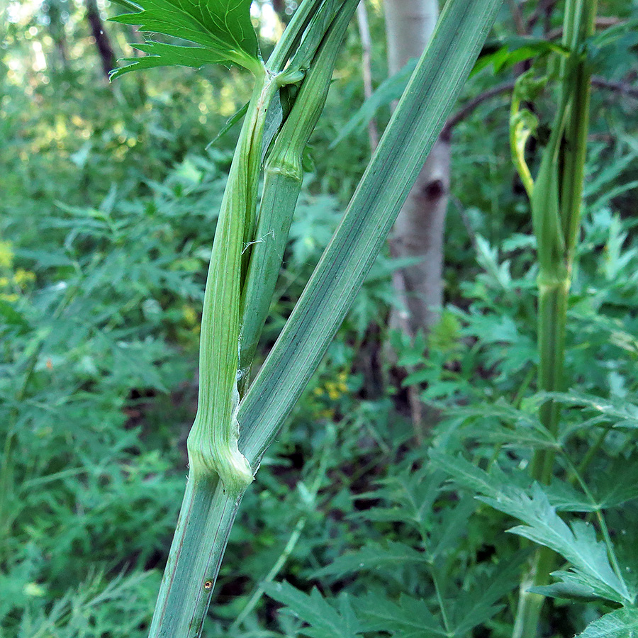 Image of Seseli libanotis specimen.