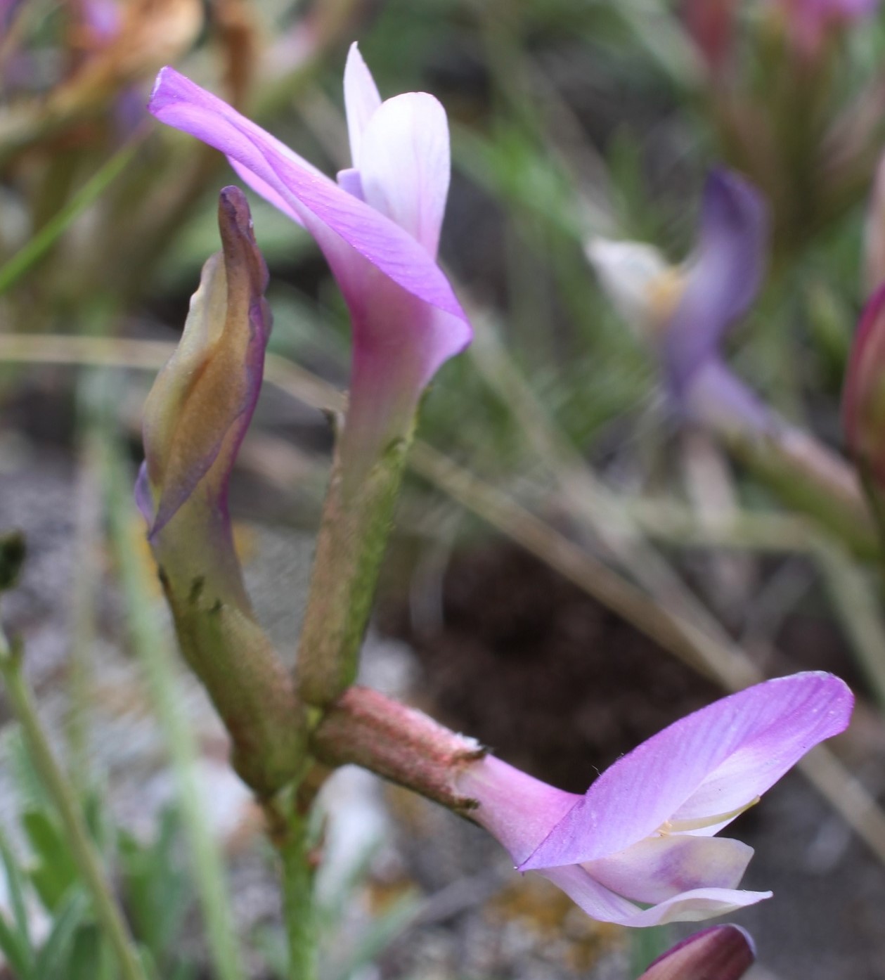 Image of Astragalus compressus specimen.