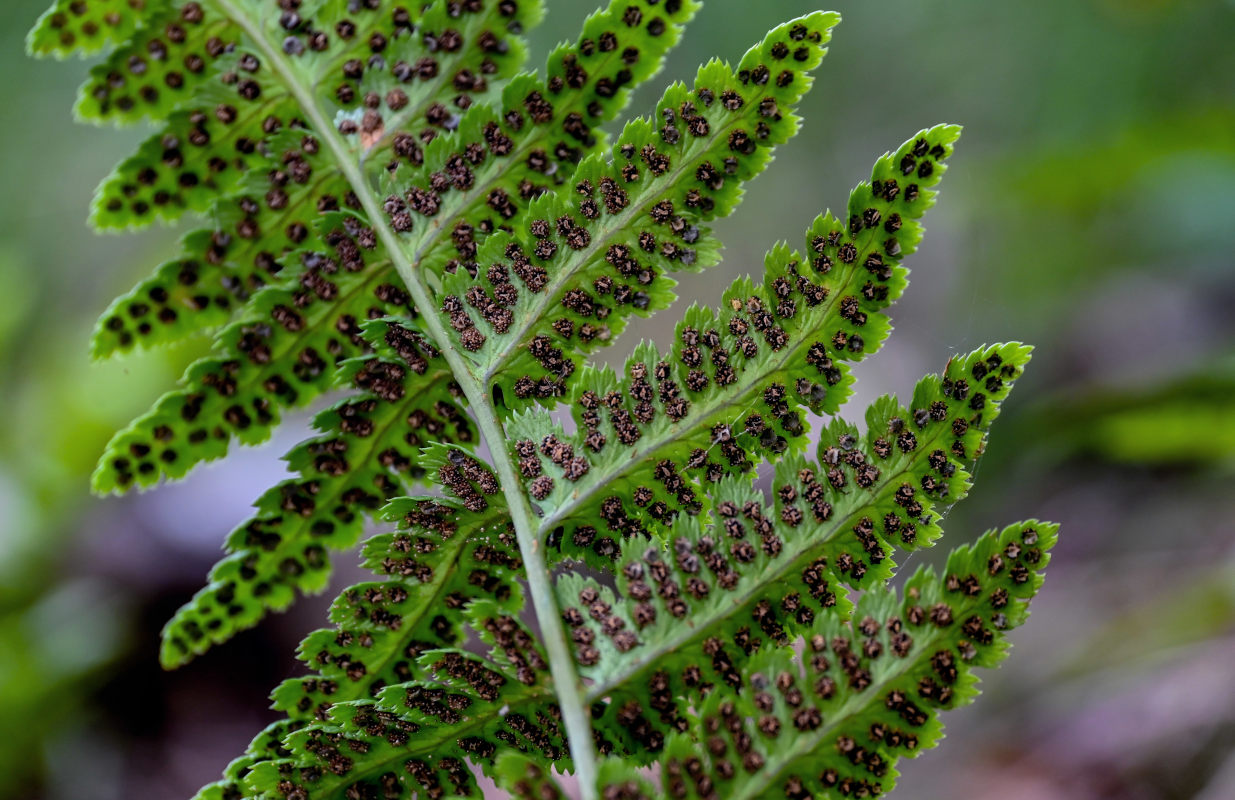 Изображение особи Dryopteris cristata.