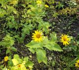 Heliopsis helianthoides ssp. scabra