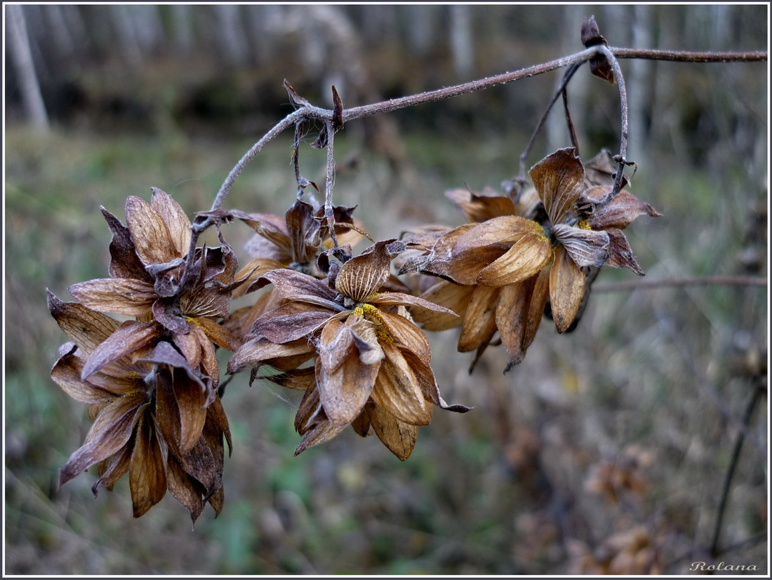 Изображение особи Humulus lupulus.