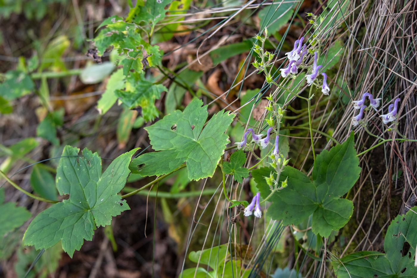 Изображение особи Aconitum alboviolaceum.