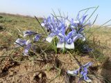 Iris tenuifolia