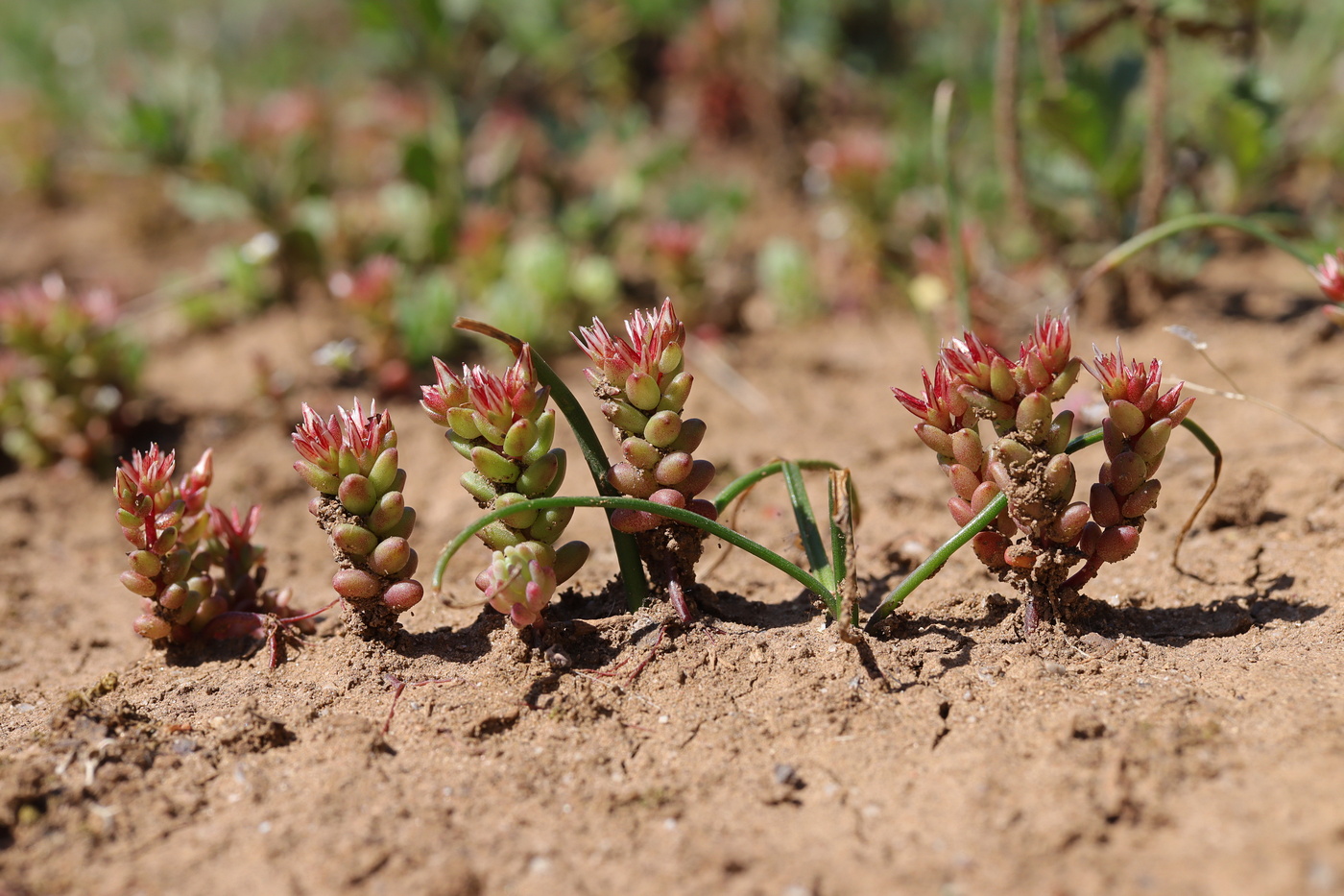 Изображение особи Sedum cespitosum.