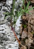 Galium intermedium. Нижняя часть растения с частью корня. Тульская обл., Заокский р-н, Бутиково, опушка смешанного леса. 26.04.2025.
