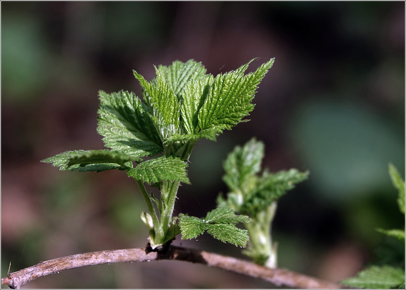 Изображение особи Rubus idaeus.