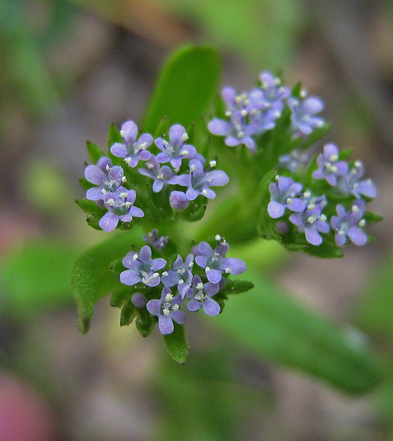 Изображение особи Valerianella turgida.