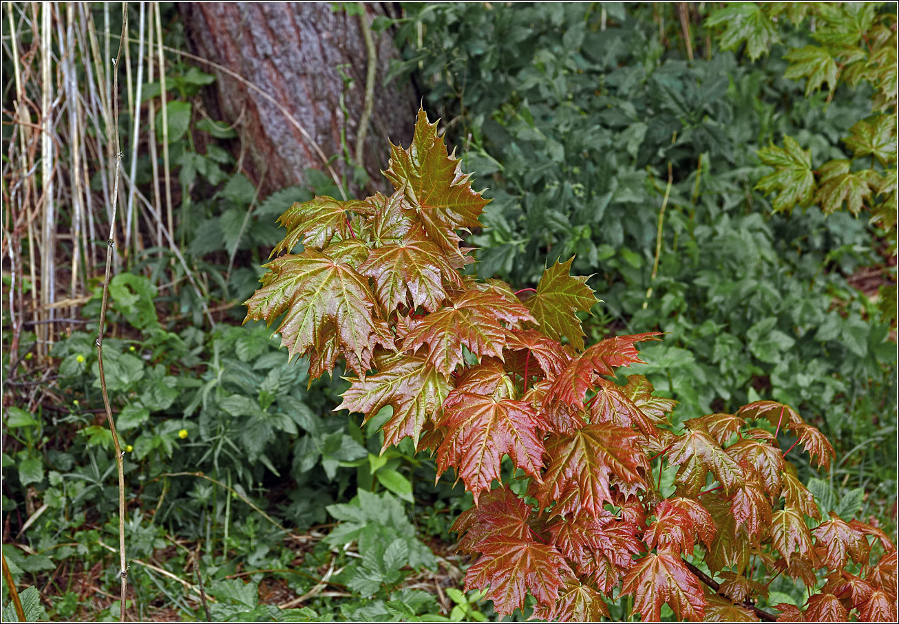 Image of Acer platanoides specimen.