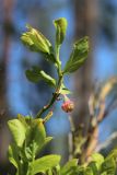 Vaccinium myrtillus. Верхушка побега с отцветшим цветком, повреждённым листом и паутинкой. Беларусь, Витебская обл., заказник \"Сурмино\", перешеек оз. Белое и Чёрное, сырая опушка черничного елово-соснового леса вдоль заброшенной лесной дороги. 02.05.2025.