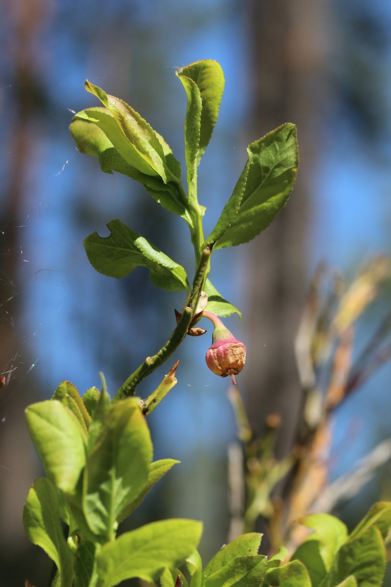 Изображение особи Vaccinium myrtillus.