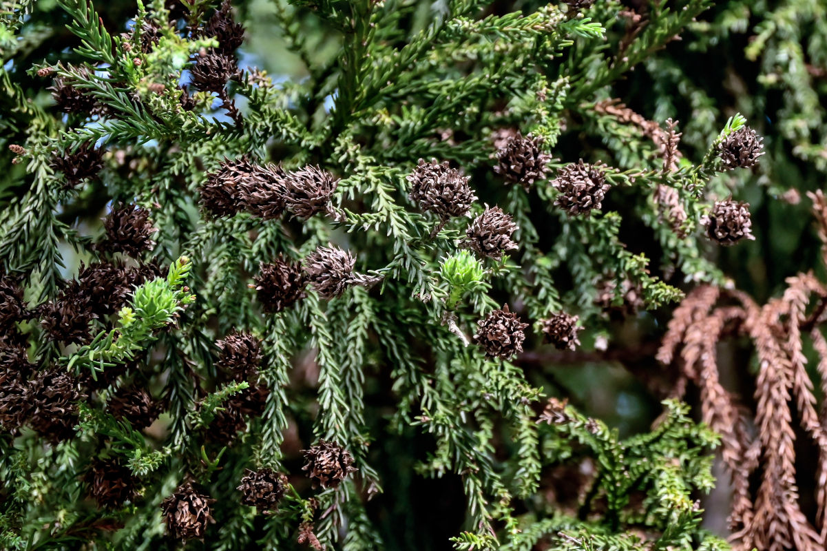 Image of Cryptomeria japonica specimen.