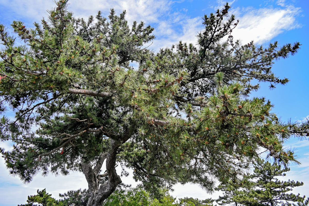 Image of Pinus densata specimen.