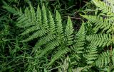Dryopteris expansa