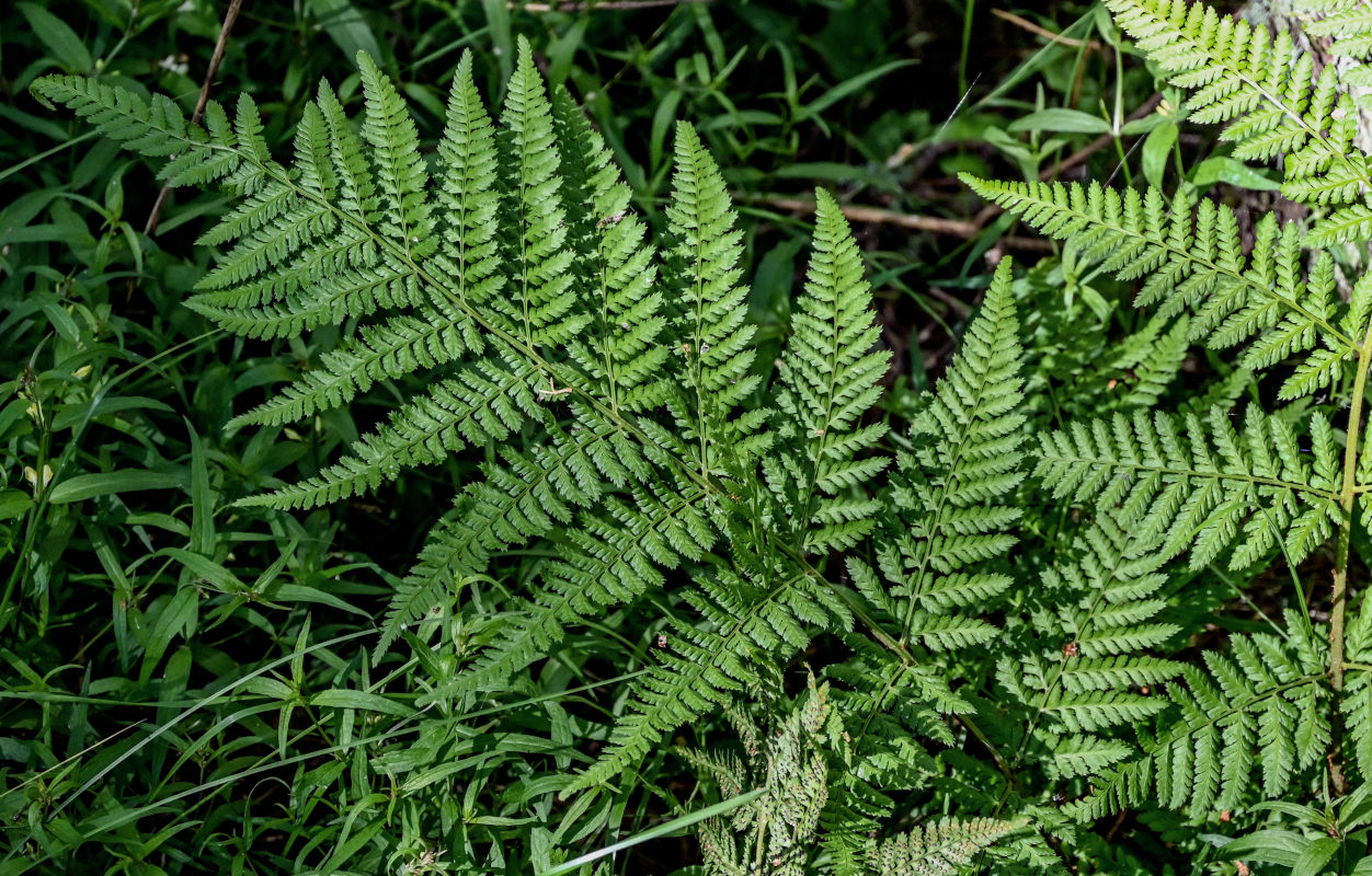 Image of Dryopteris expansa specimen.