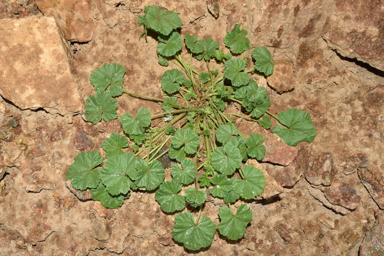 Изображение особи Malva neglecta.