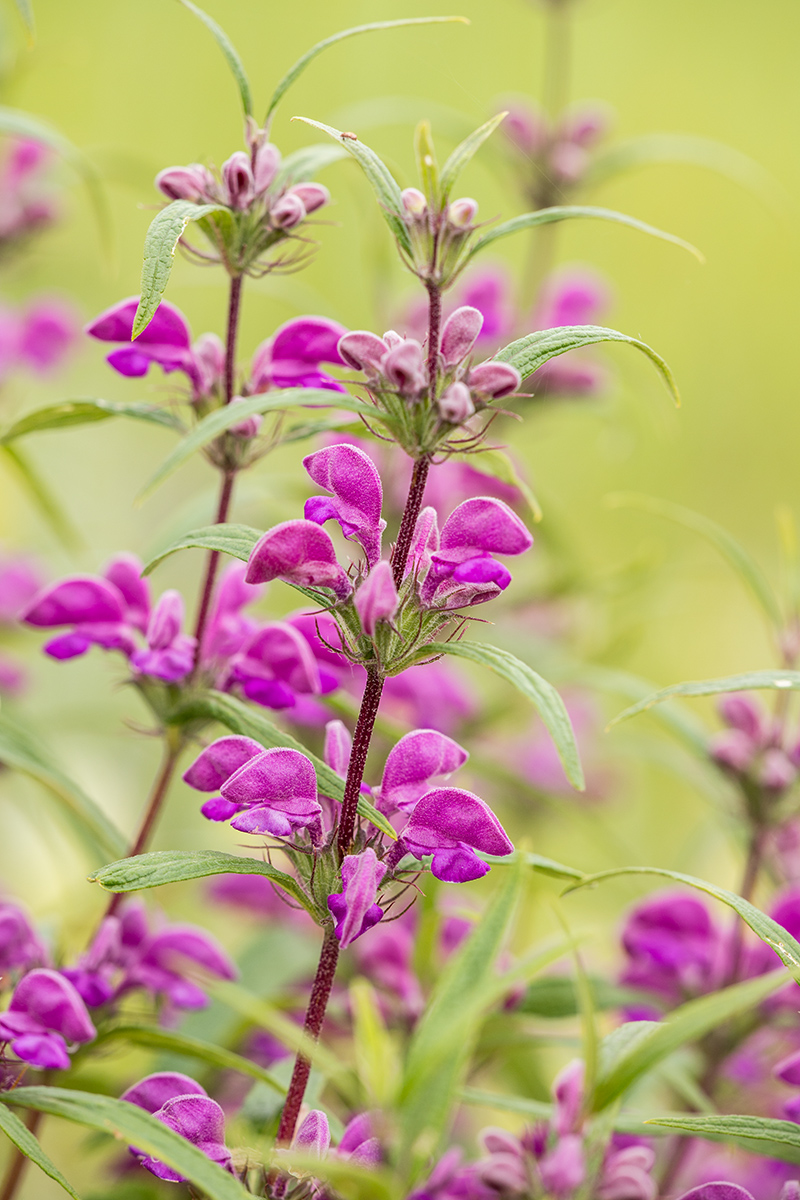 Изображение особи Phlomis pungens.