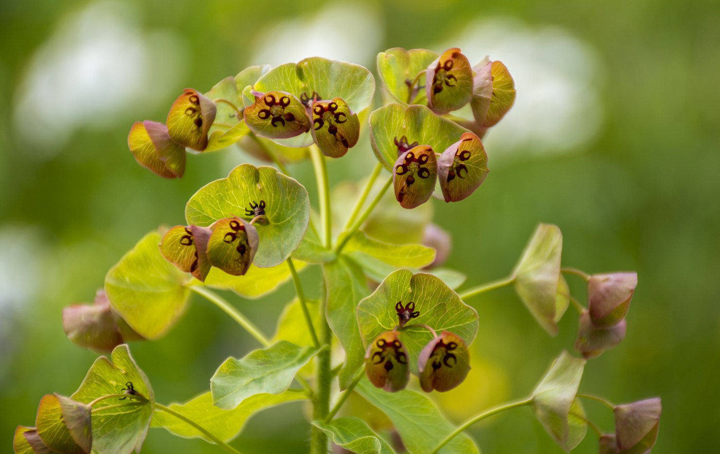 Изображение особи Euphorbia macroceras.
