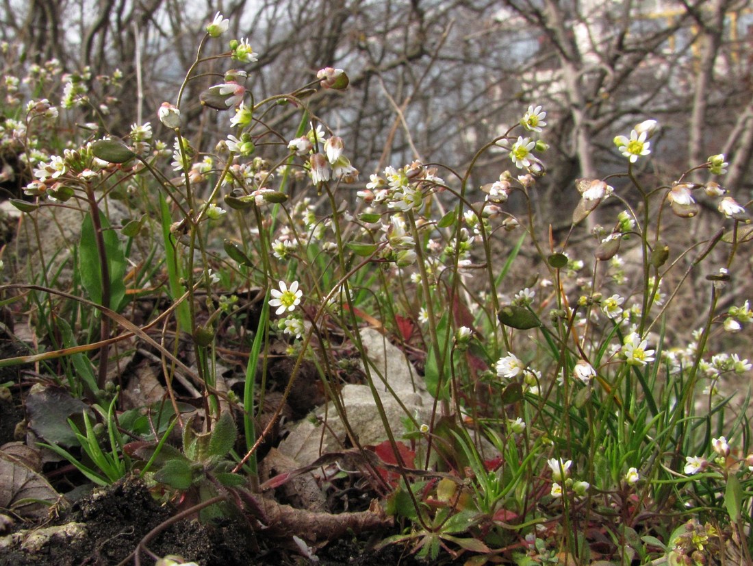 Image of Erophila verna specimen.