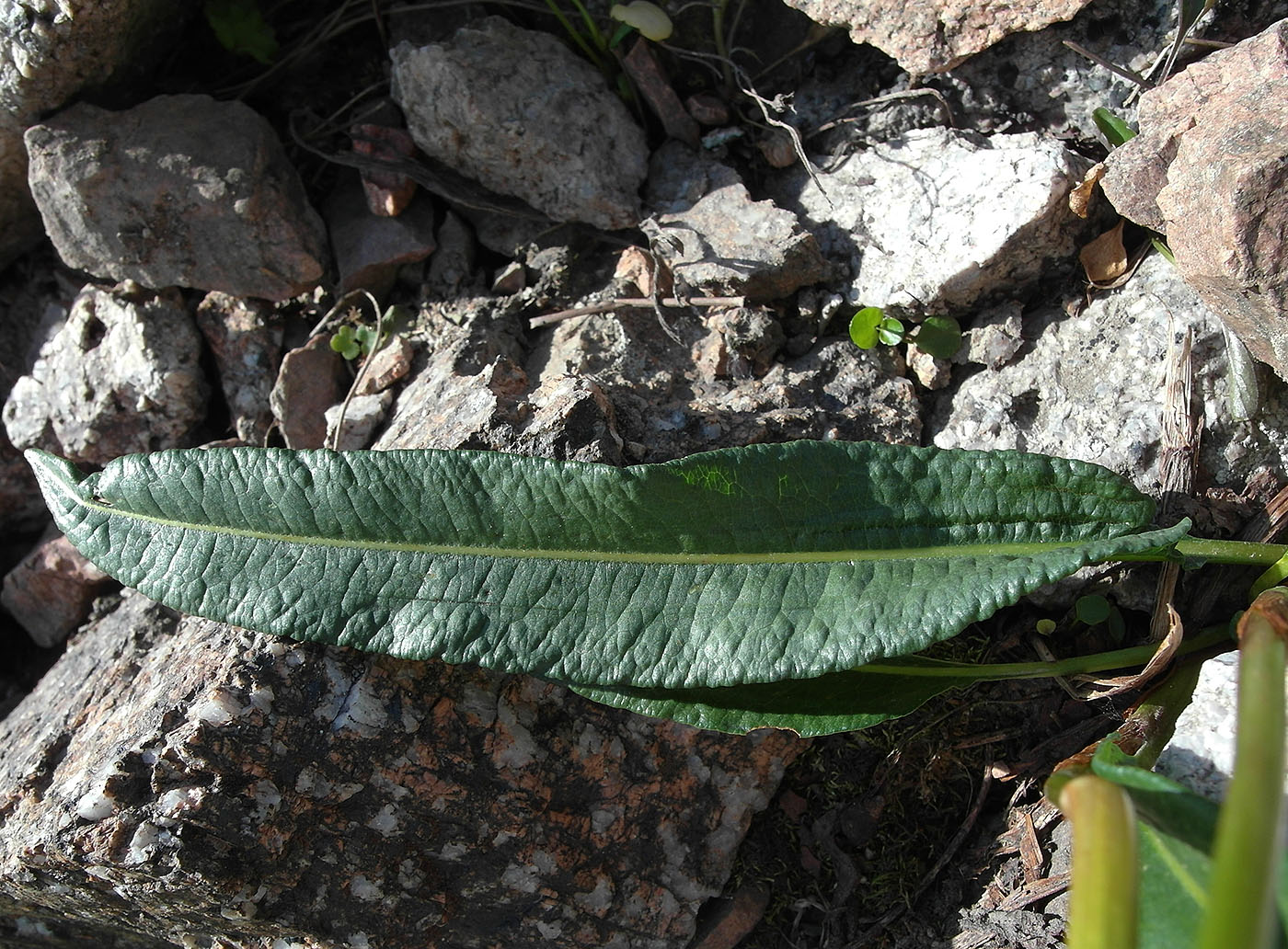 Image of Bistorta elliptica specimen.