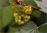 Ribes rubrum. Соплодие с незрелыми плодами. Московская обл., Раменский р-н, окр. дер. Хрипань, садовый участок. 26.06.2025.