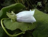 Codonopsis clematidea