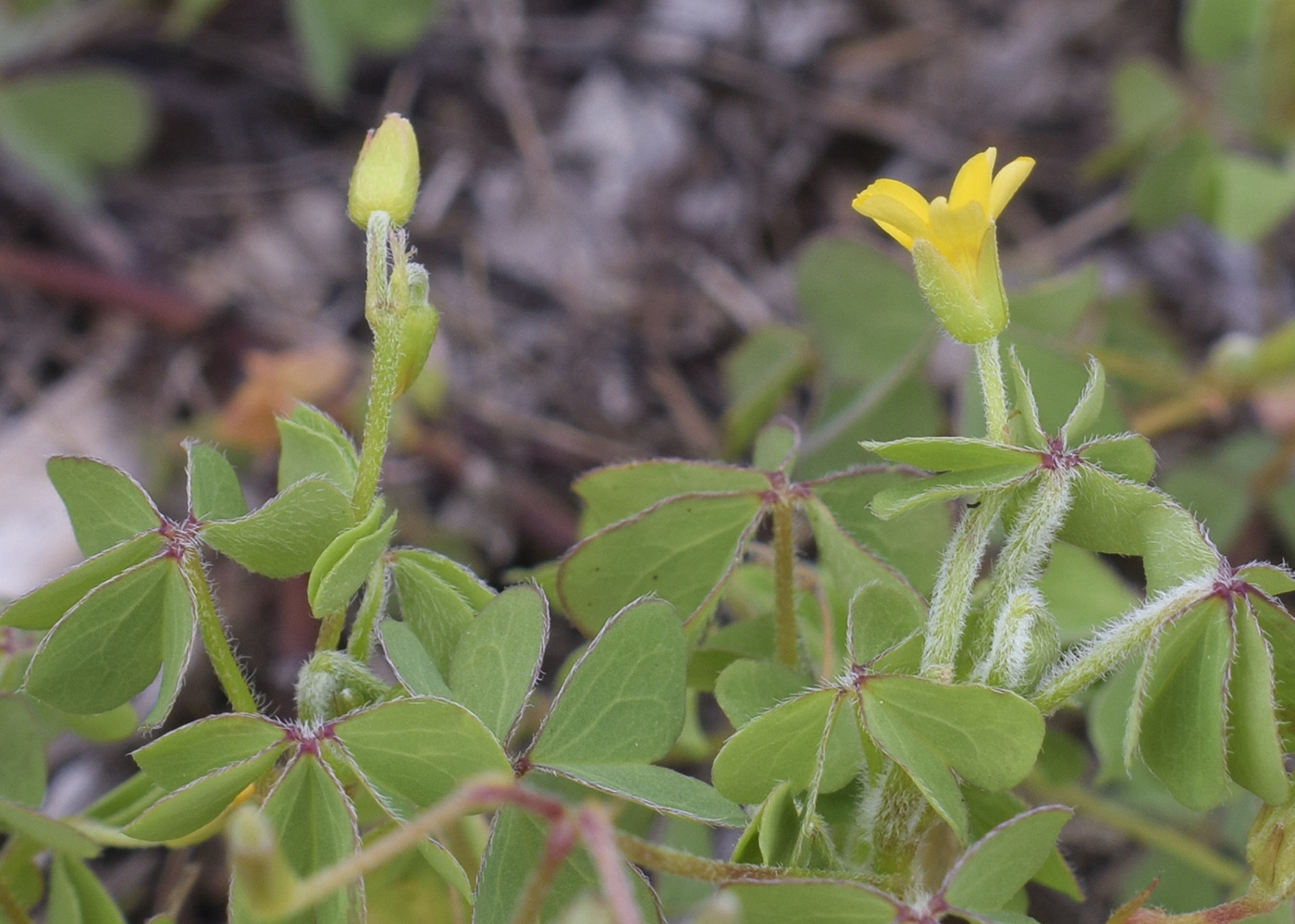 Изображение особи Oxalis corniculata.