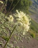 Cephalaria gigantea