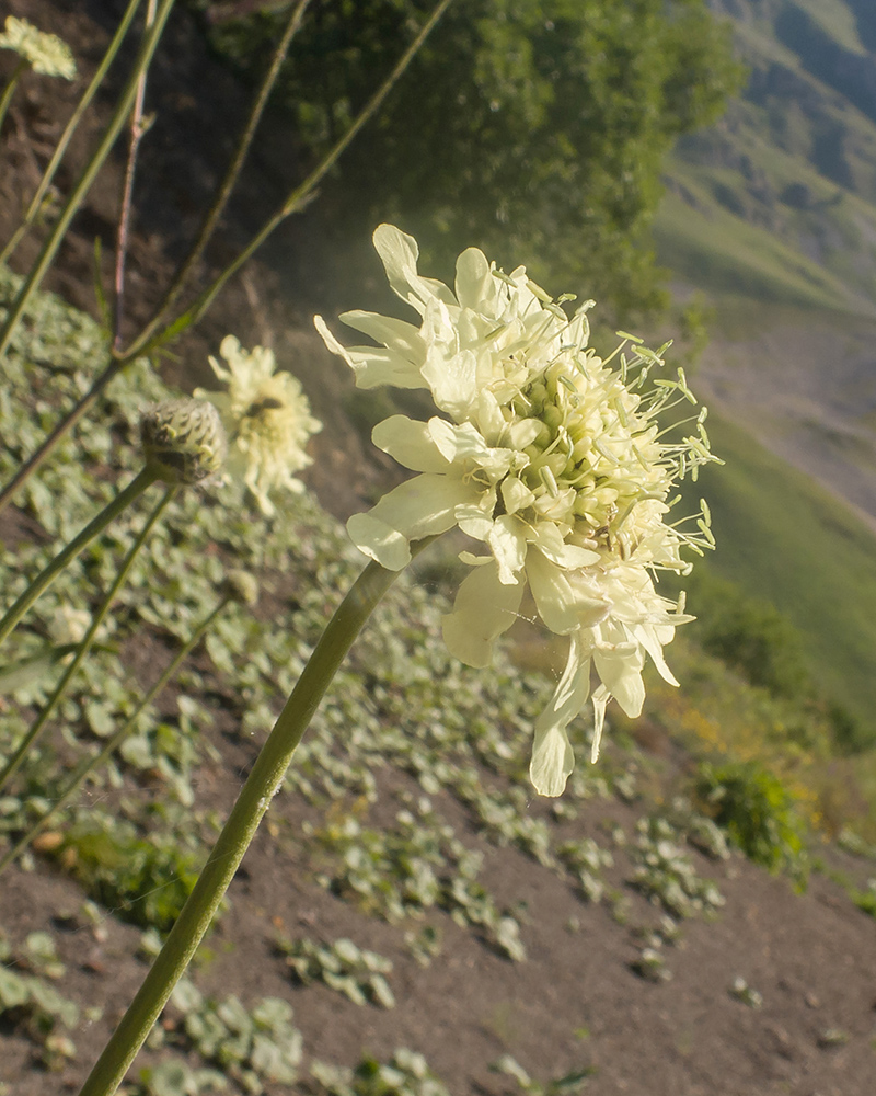 Image of Cephalaria gigantea specimen.