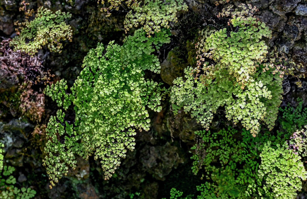 Изображение особи Adiantum capillus-veneris.