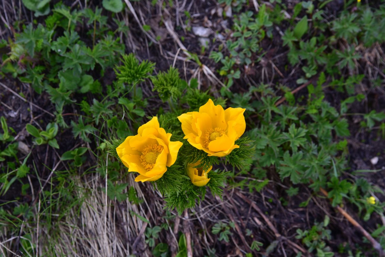 Image of familia Ranunculaceae specimen.