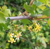 Изображение особи. Автор - Григорий Токарев