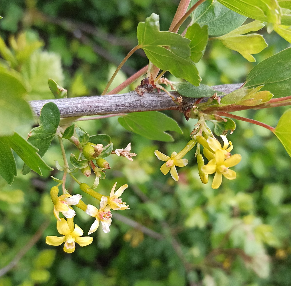 Изображение особи Ribes aureum.