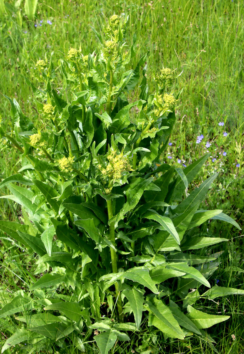 Изображение особи Bunias orientalis.