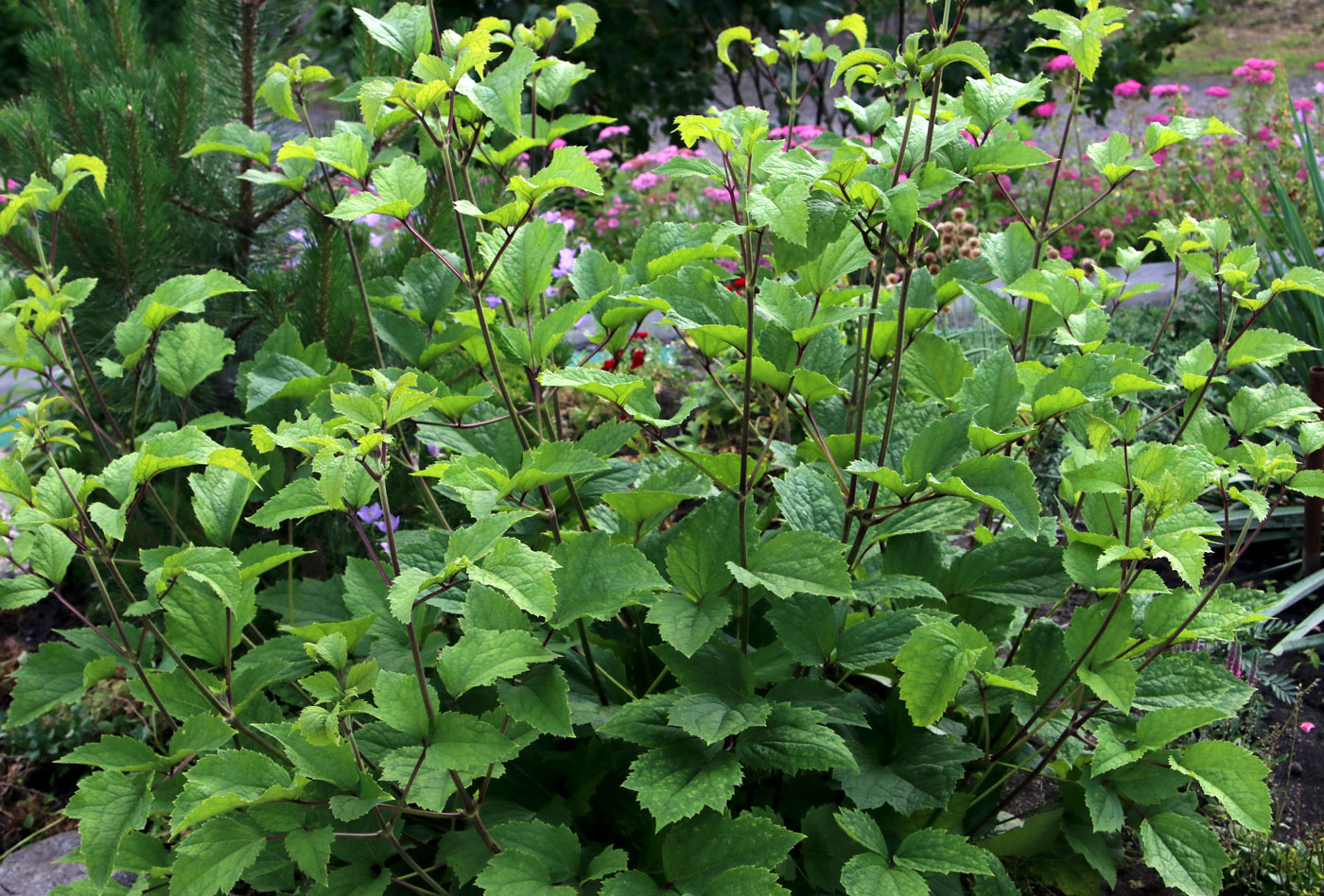 Изображение особи Clematis heracleifolia.