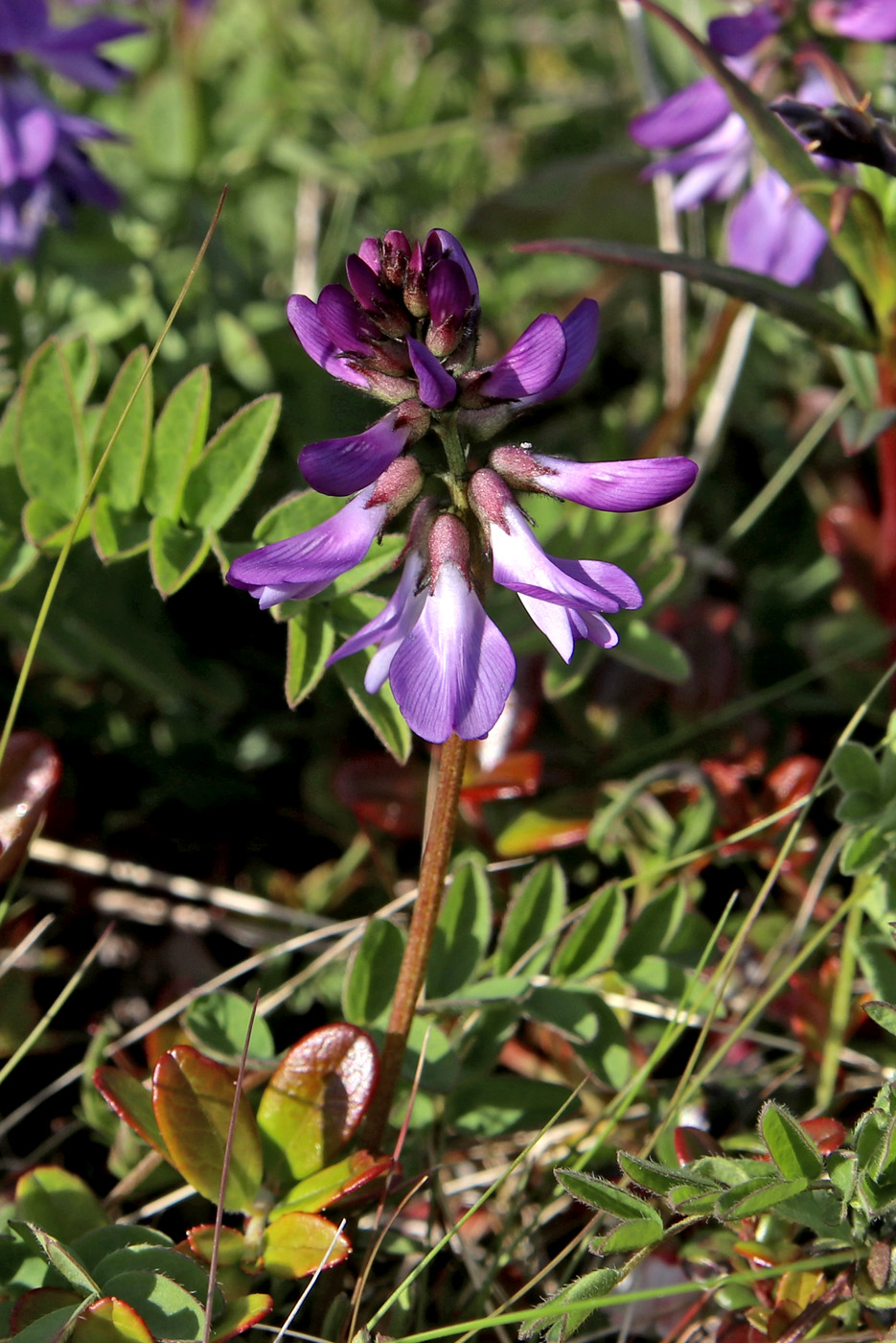 Image of Astragalus subpolaris specimen.