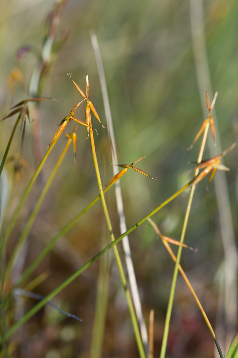 Изображение особи Carex pauciflora.