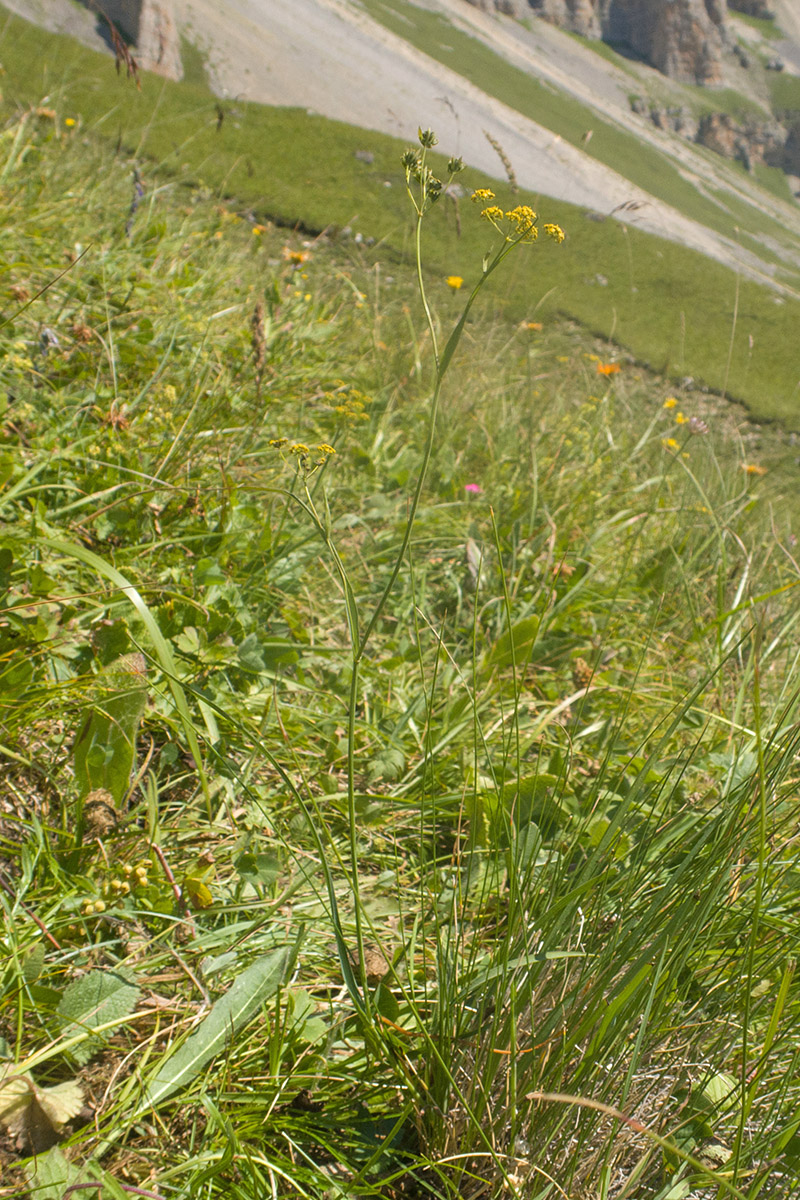 Изображение особи Bupleurum polyphyllum.