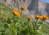 Inula orientalis. Верхушки растений с соцветиями. Кабардино-Балкария, Черекский р-н, гора Хазнибаши, ≈ 2800 м н.у.м., альпийский луг. 30.07.2025.