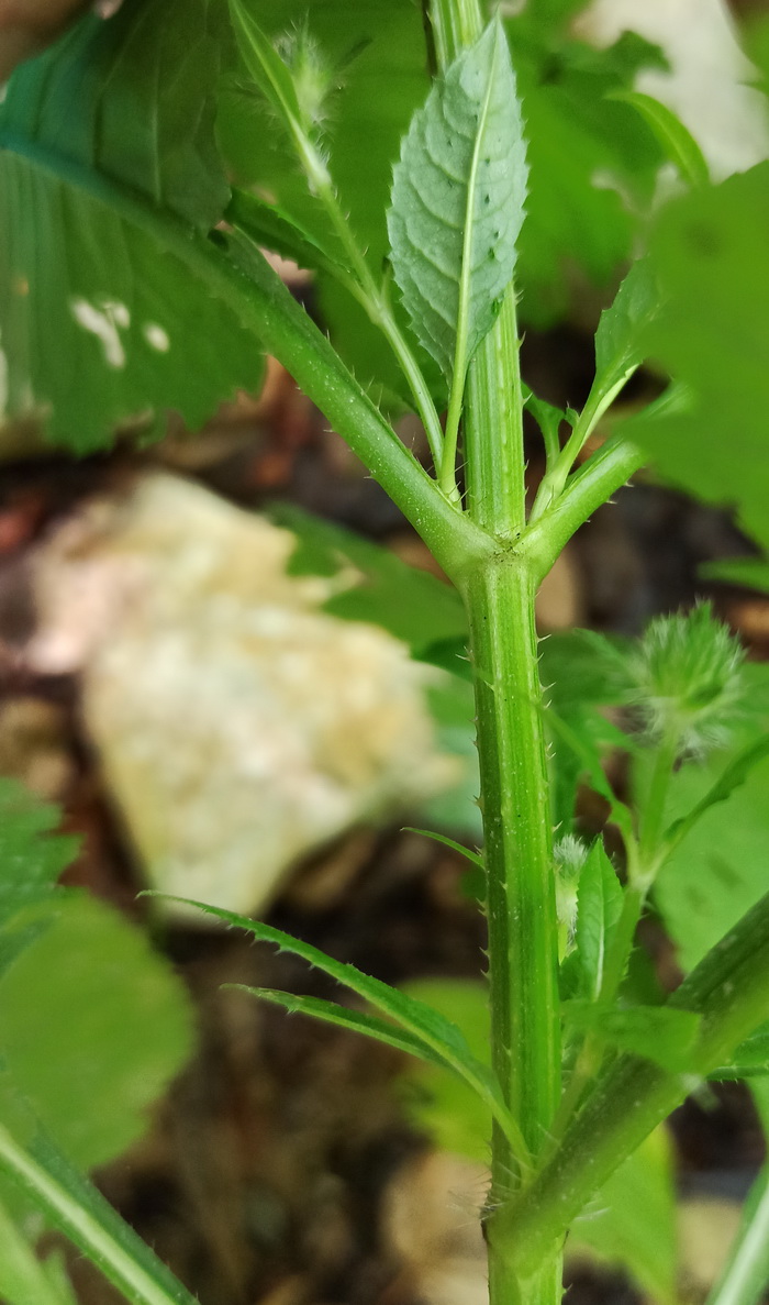 Image of Dipsacus pilosus specimen.