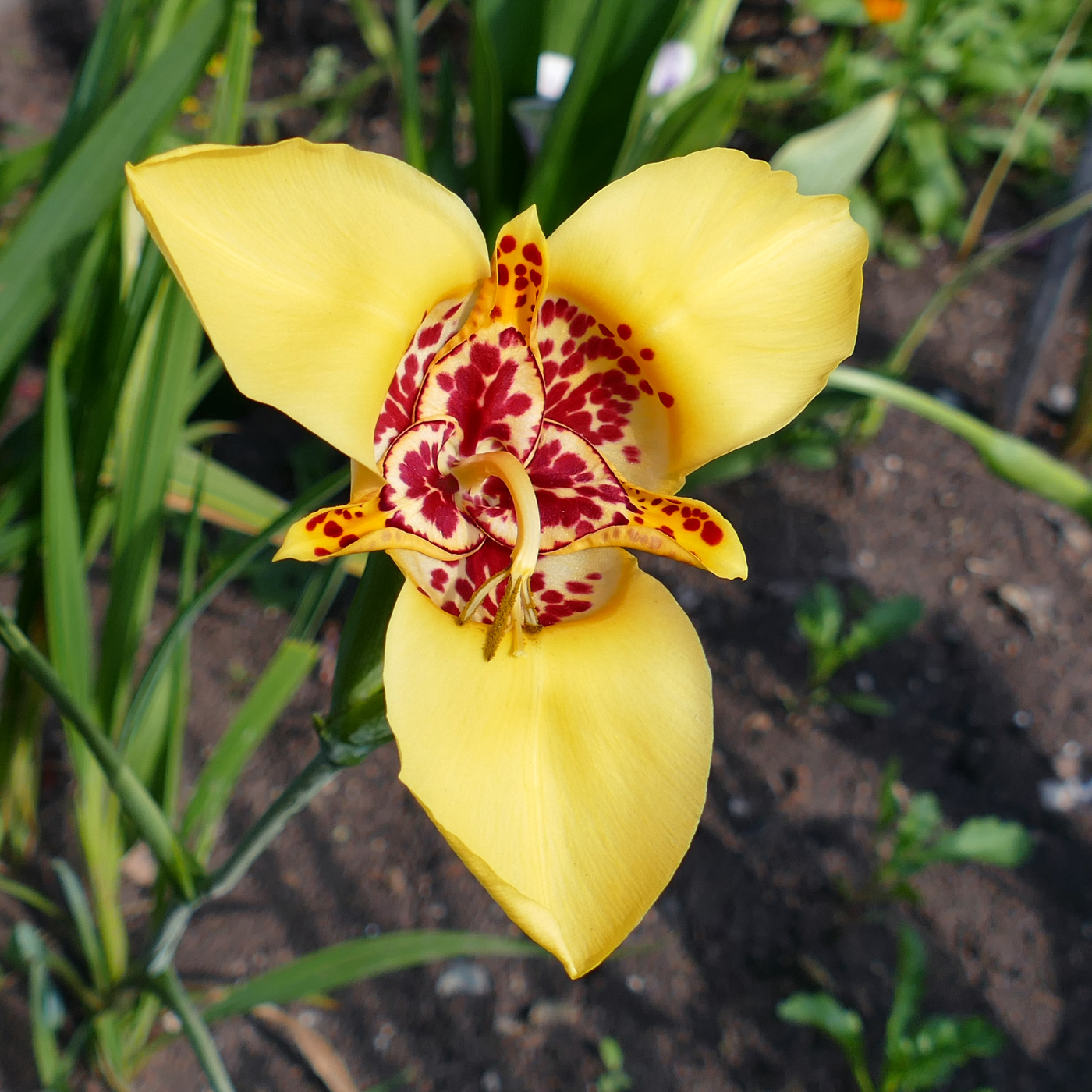 Изображение особи Tigridia pavonia.