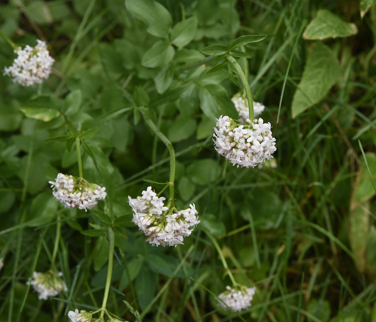 Image of genus Valeriana specimen.