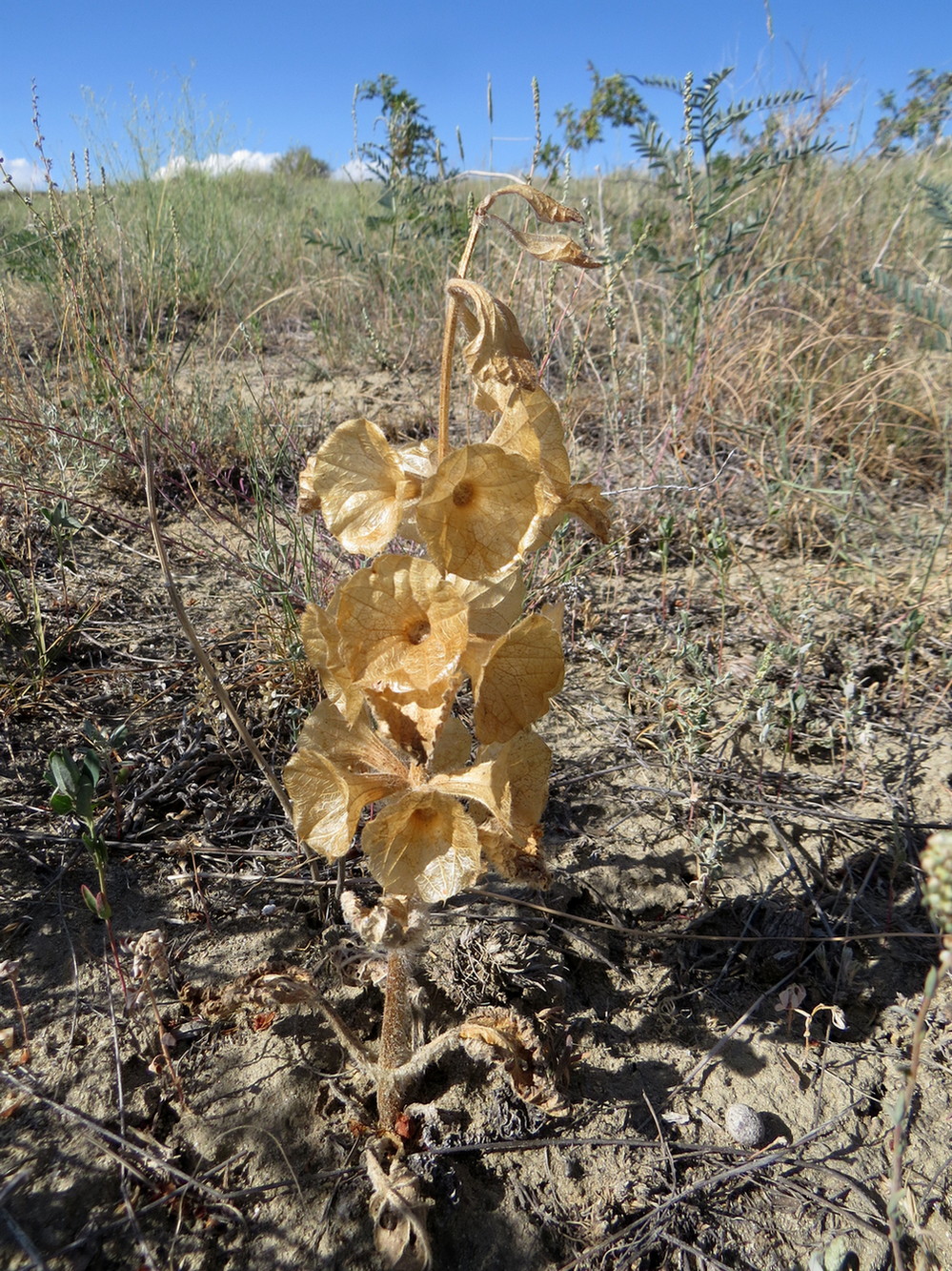 Image of Eremostachys molucelloides specimen.