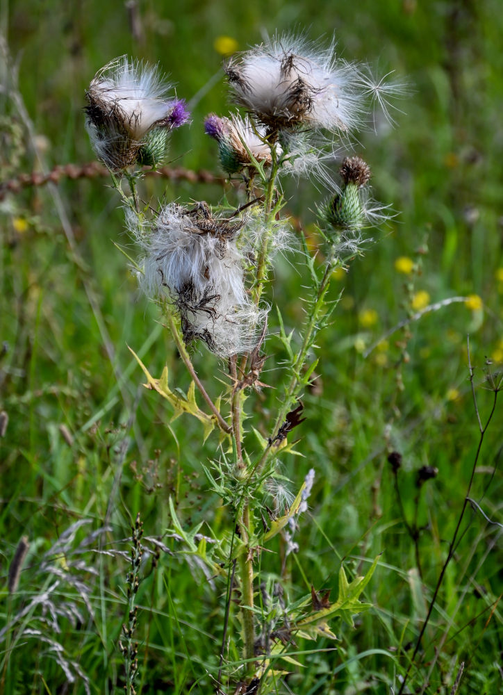 Image of Cirsium vulgare specimen.