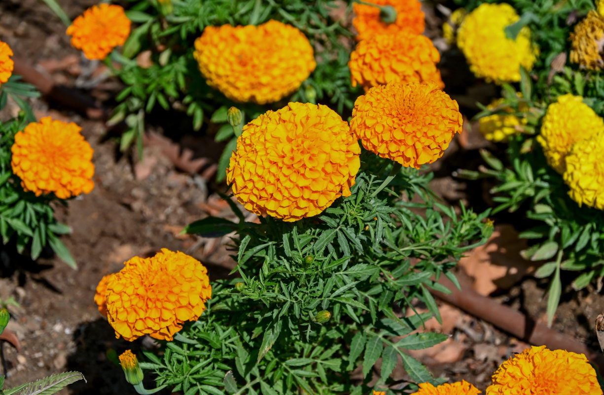 Image of Tagetes erecta specimen.