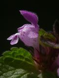 Lamium purpureum. Цветок. Киев, Святошино. 25 апреля 2008 г.