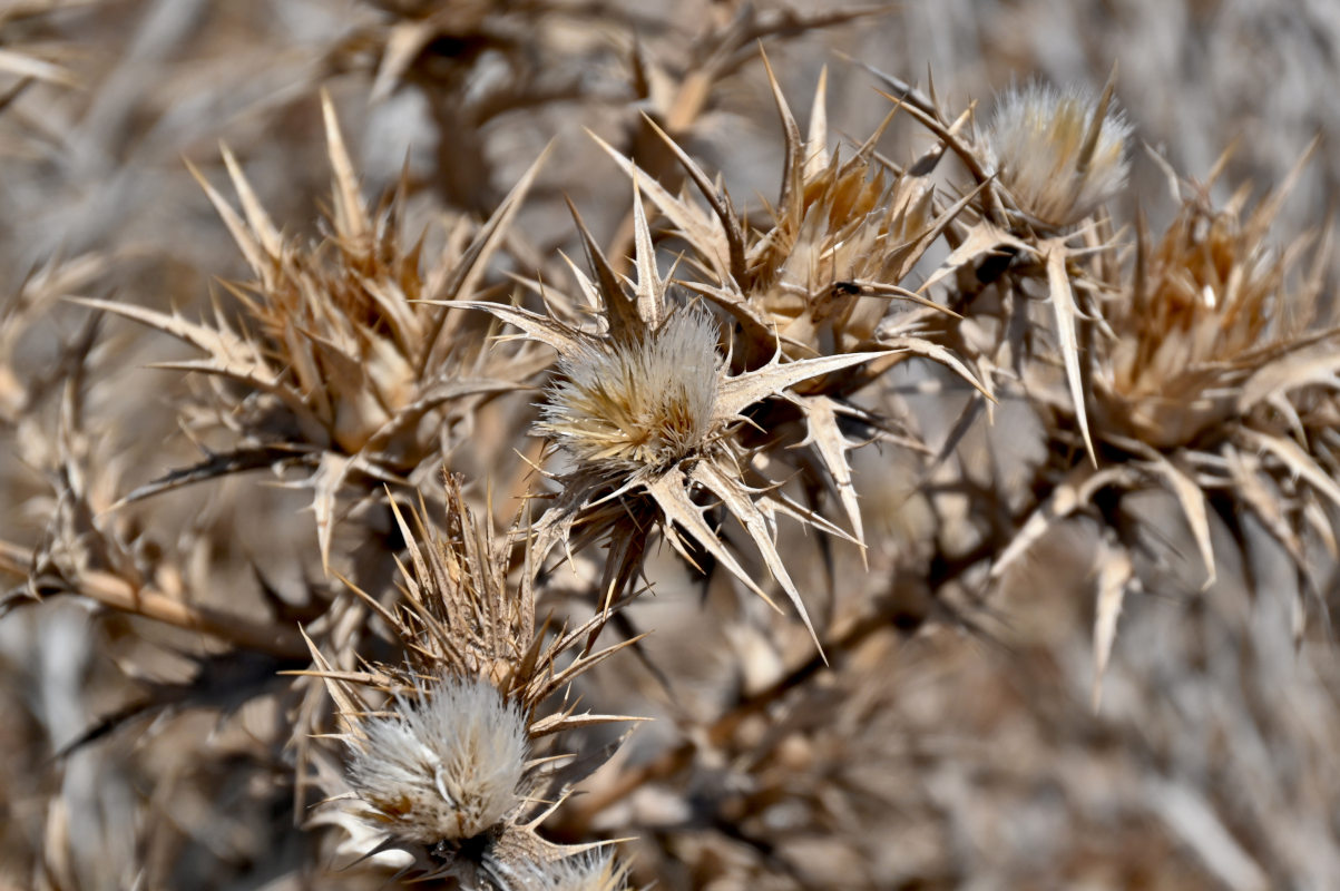 Image of Cynara cardunculus specimen.