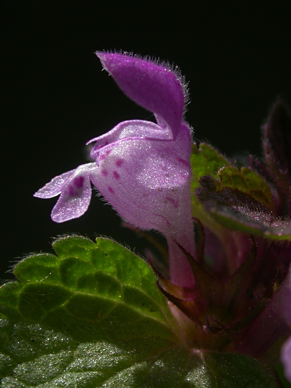 Изображение особи Lamium purpureum.