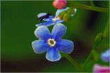 Brunnera sibirica. Цветок. Московская обл., Раменский р-н, окр. дер. Хрипань, садовый участок. 14.05.2026.